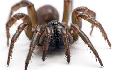 Insects Are A Combination Of Dangerous But Destructive Little Animals