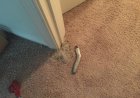 Types of Carpet Repair Services Offered by Experts