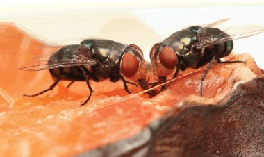 How To Deal With Flies In The Summertime?