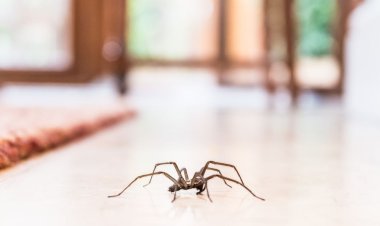How To Get Rid Of Spiders In Your House