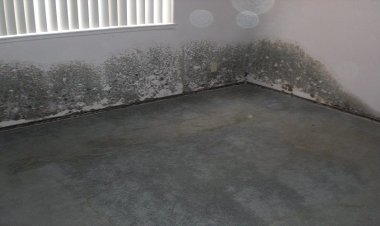 Importance of The Carpet Water Damage Restoration