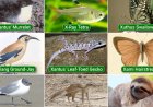 What Animals Start With X