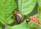 Emergency Pest Control: Swift Solutions When Pests Strike