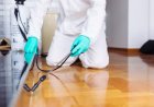 Why Pest Control is Essential for Restaurants: Don't Let Your Reputation Get Eaten Alive!